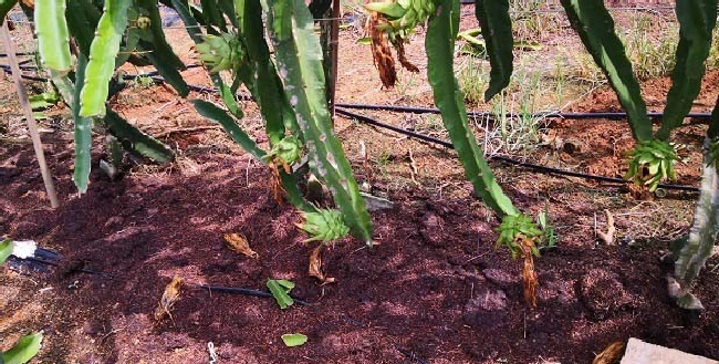 什么是水肥一体化技水？ | 植物问答