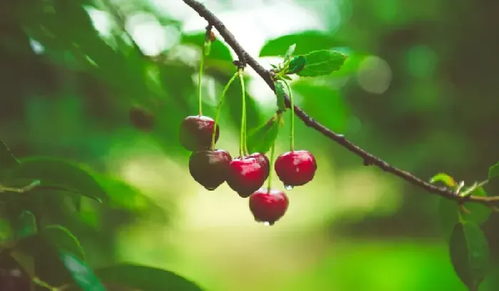 樱桃栽培技术与管理方法？ | 植物问答