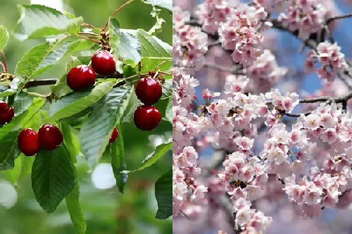 樱桃树喜欢阳光吗 | 植物问答