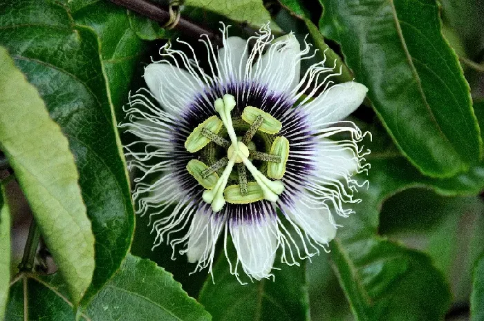 百香果花苞掉什么原因？ | 植物问答