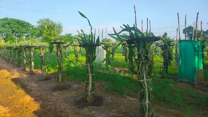 火龙果为什么不生根 | 植物问答