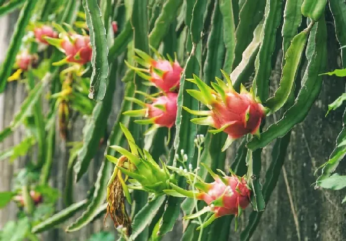 火龙果插枝多久生根 | 植物问答