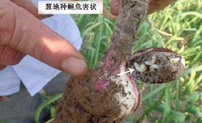 根蛆用什么药能杀死？ | 植物问答