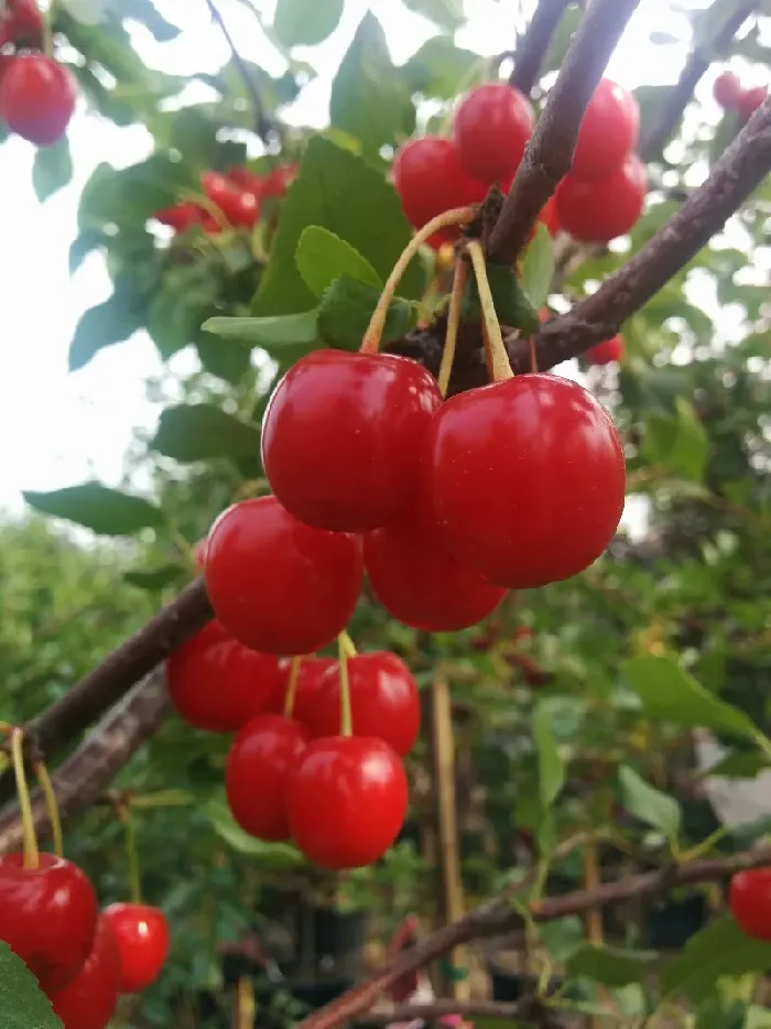 樱桃树流胶了怎么办？ | 植物问答