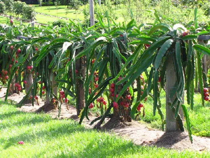 火龙果不同生长阶段如何施肥？ | 植物问答