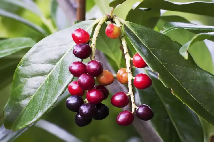 大樱桃种子能种吗？ | 植物问答