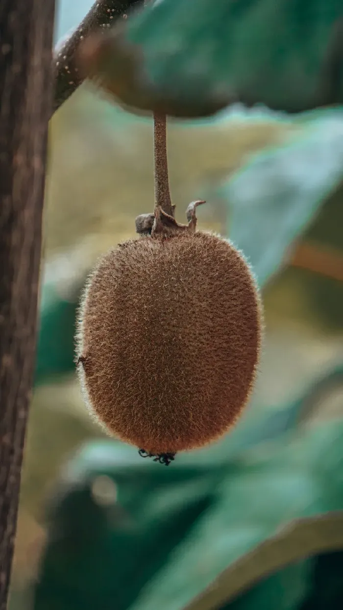 猕猴桃什么时候成熟？ | 植物问答