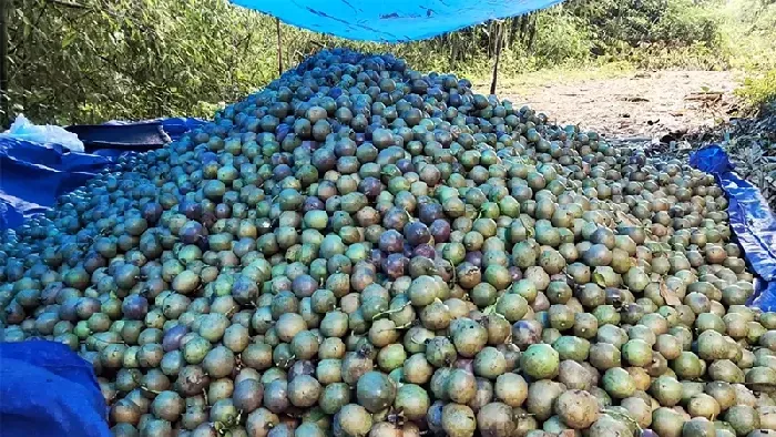 百香果好种植吗？百香果种植时间和方法 | 植物问答