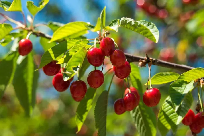 樱桃树施肥时间，樱桃树施什么肥 | 植物问答