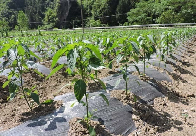 棚室蔬菜过量施用磷肥的危害有哪些？ | 植物问答