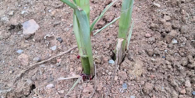 什么叫不定根？ | 植物问答