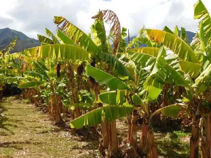 冬季香蕉施肥要点，高产香蕉的好方法 | 植物问答