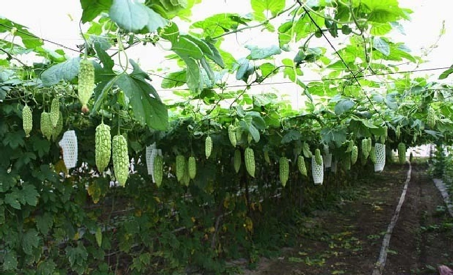 蔬菜缺钾怎么办？ | 植物问答