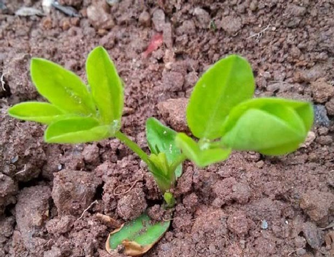 什么叫芽苗菜？ | 植物问答