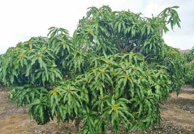 什么是果树多素缺素症？ | 植物问答