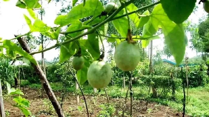 百香果泡水的正确方法介绍 | 植物问答