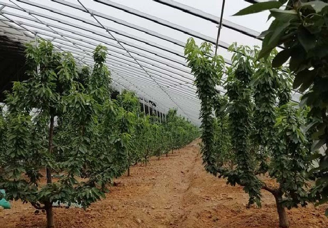 大棚内果树施肥需要注意什么？ | 植物问答