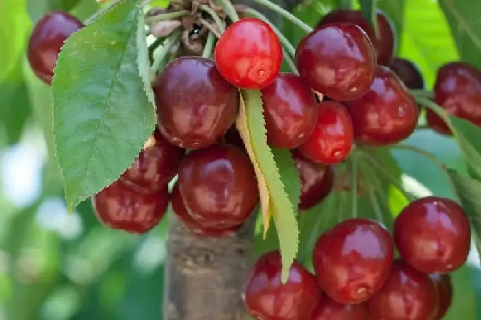 樱桃树生虫子打什么药可以防治？ | 植物问答