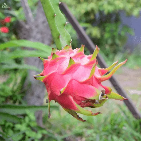 火龙果调节光照，错季上市效益高 | 植物问答