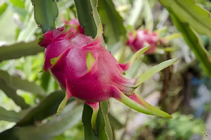 火龙果盆栽种植方法 | 植物问答