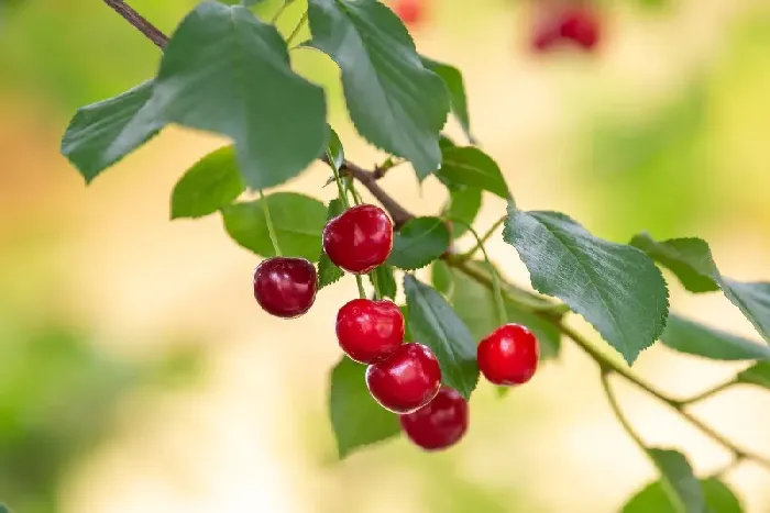 樱桃树花芽怎么确认？ | 植物问答