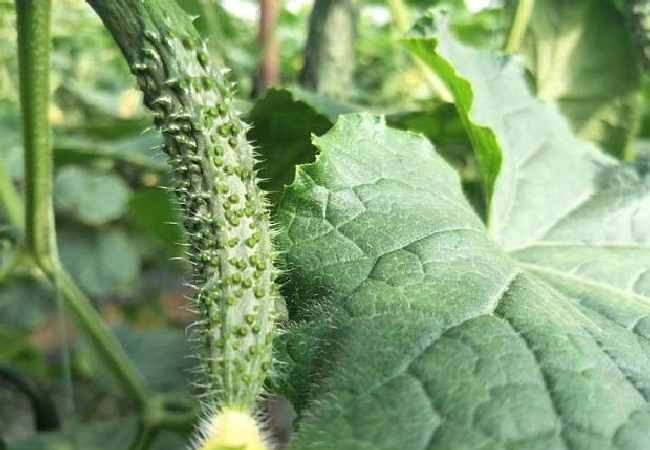 蔬菜氮素失衡有哪些症状？ | 植物问答