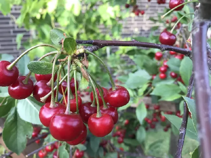 黄蜜大樱桃好种吗？ | 植物问答