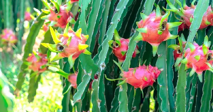 火龙果茎腐病怎么防治？ | 植物问答