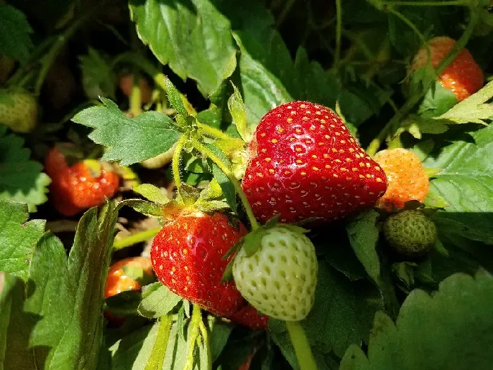 草莓适合什么样的土壤？ | 植物问答