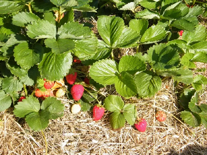 春季草莓旺长怎么解决，有什么好方法？ | 植物问答