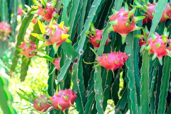 火龙果的收获季节是什么时候呢？ | 植物问答