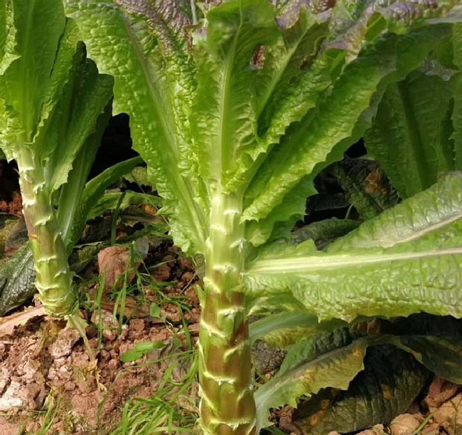 适合家种的野菜有哪些？ | 植物问答