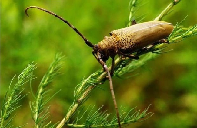 桑天牛发生为害的特点及防治方法 | 植物问答