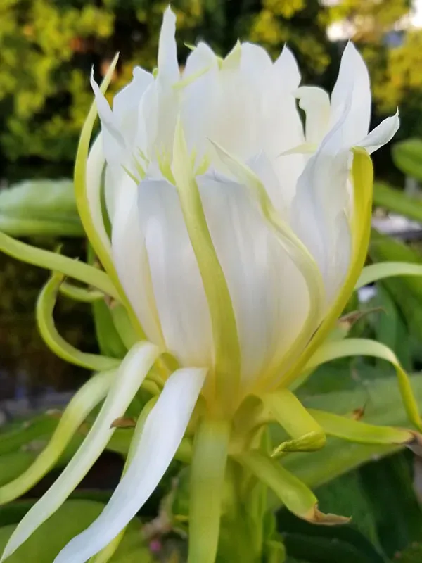 种植火龙果的话适宜什么土壤和底肥？ | 植物问答