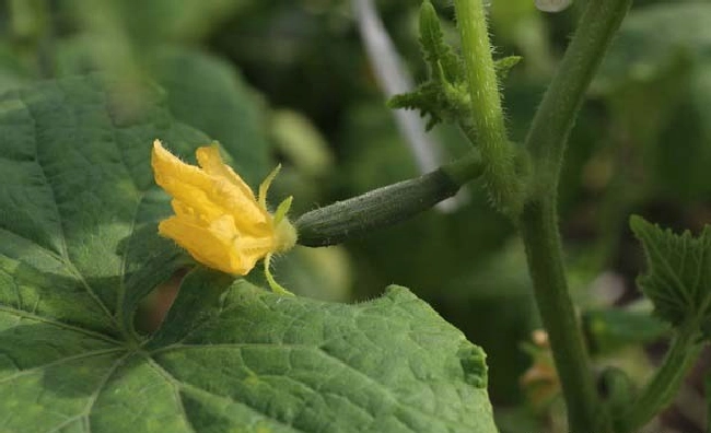 蔬菜氮素失衡有哪些症状？ | 植物问答