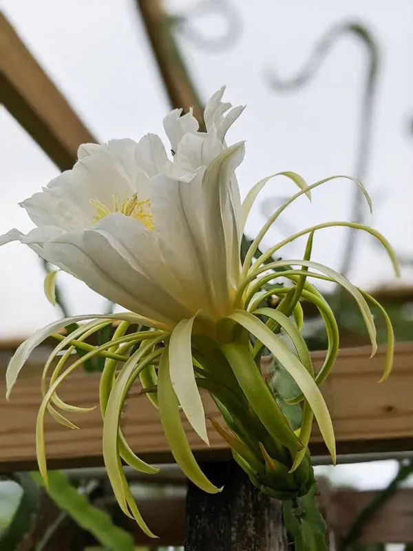 火龙果喜欢阳光吗 | 植物问答