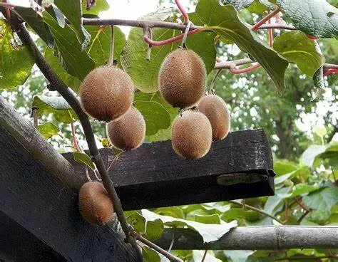 猕猴桃种子什么时间育苗？ | 植物问答