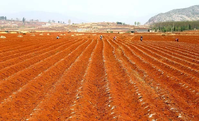 为什么有些土壤呈酸性，而有些土壤呈碱性？ | 植物问答