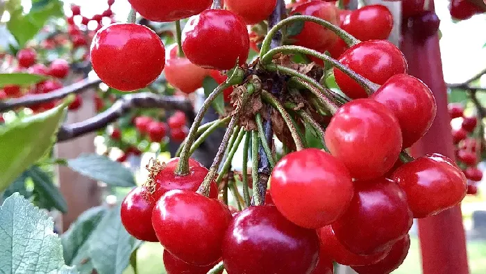 樱桃苗几年才能结果？樱桃苗培育技术要点 | 植物问答