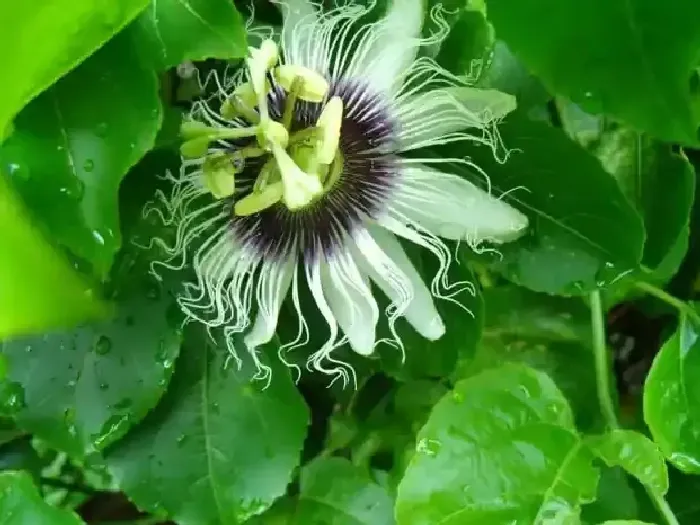 百香果药害怎么办 | 植物问答