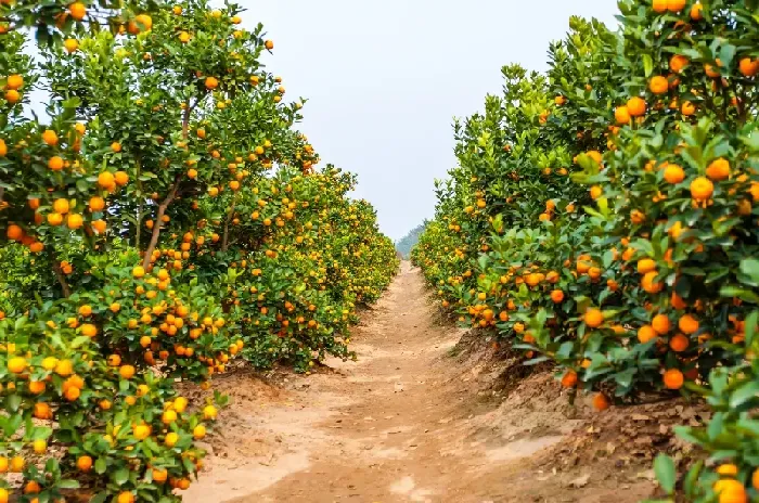 柑橘潜叶蛾防治最佳时期是什么时候？ | 植物问答