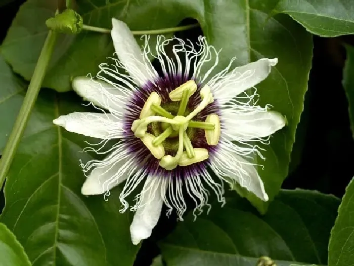 百香果开花有什么特点？ | 植物问答