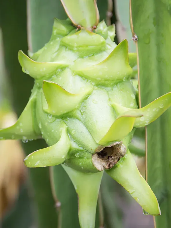 如何挑选红心火龙果？ | 植物问答