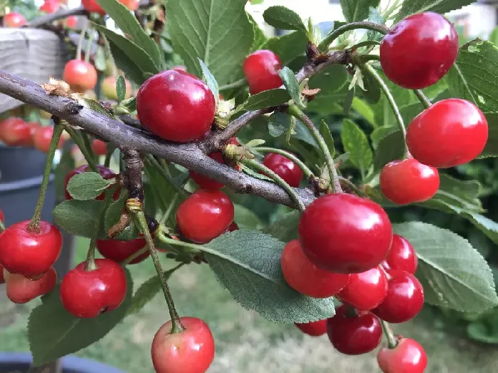 一根棍大樱桃栽培技术？ | 植物问答