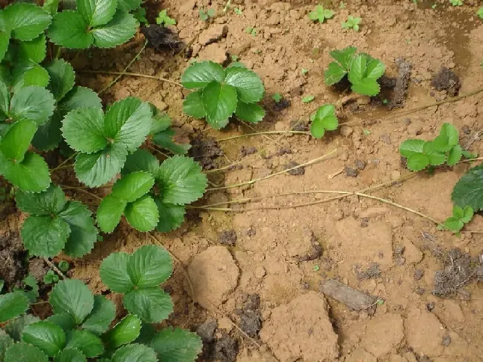 草莓的亩产量一般是多少公斤？ | 植物问答