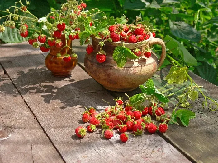 粮食土地适合种植草莓吗 | 植物问答