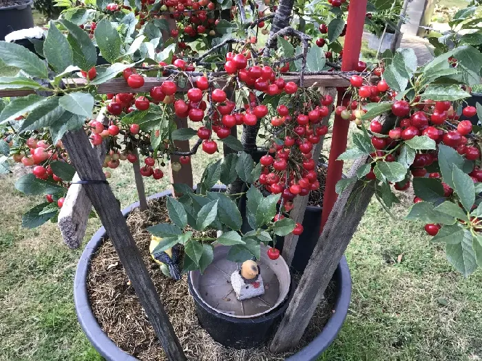 樱桃什么时候成熟？ | 植物问答