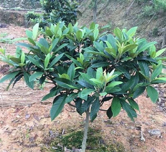 果树整形修剪的原则是什么？ | 植物问答