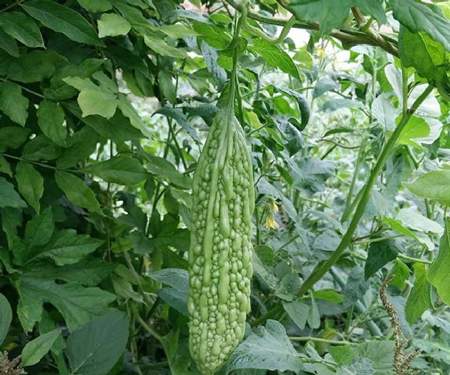 蔬菜缺钾怎么办？ | 植物问答