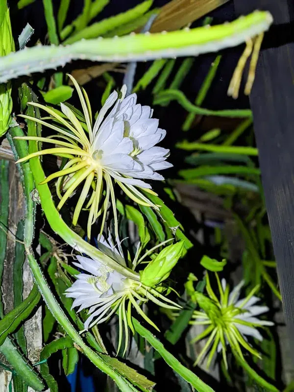 火龙果含糖量高吗 | 植物问答